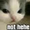 billi_not_hehe