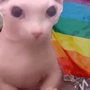 bingusgaypride