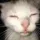 GoofyCat