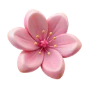 Sakura_flower