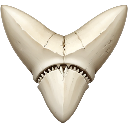 :grindersharktooth: