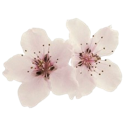 CherryBlossom custom emote from 𝑎𝑙𖦹𝑢𝑟𝑖𝑎