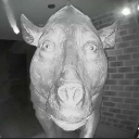 :Pig: