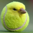 :tennis: