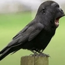 :monke: