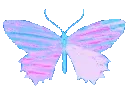 butterfly6