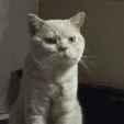 z_CatFistbump
