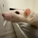 SNIIIFFFF
