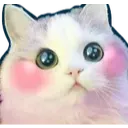 CatCute