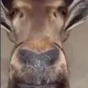 Lu_lama