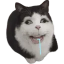 :JaxCat: :JaxCat: