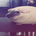 creature Discord emoji
