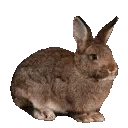 brownbunny