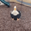 1062869487629631548 animated emote from WONDERLAND