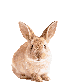 1053055052312485949 animated Discord emote - WONDERLAND