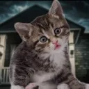 bitercat