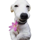 qt custom emote | 3008