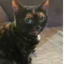 cat_sideeye_ggovercast