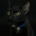 cat_shocked_ggovercast