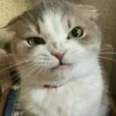 cat_judging_ggovercast