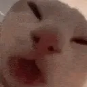 aero_catsniff