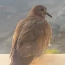 birdsideeye