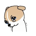 A small brown and white puppy with large, watery eyes and tears streaming down its face.