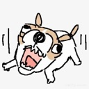 A frantic French bulldog with wide, bulging eyes and an open mouth, appearing to scream or panic.