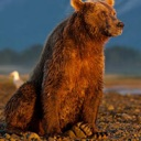 SONbear Discord emoji