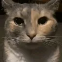 :catstare: