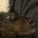 doggo
