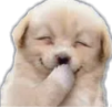 :dog_hasi: