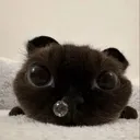 cutie