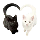 catheart