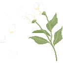 White_flower