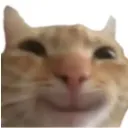sigmacat