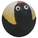 PinguRolling