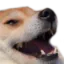 doggokek