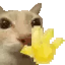 440591catwave