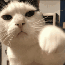 84581catpunch