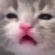 CatSad
