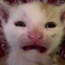 meowmeow Discord Emoji | Darkitsu