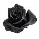 0073_blackflower Discord Emoji | 🗡₊      /phantasm         ੭   ֢