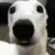 Dogshiver