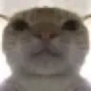 CatStare