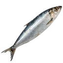 Sardine