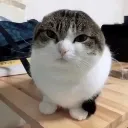 ball_cat