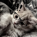 A fluffy kitten wearing glasses looks surprised with a black exclamation mark graphic above its head.