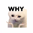 A white cat with teary eyes and paws raised in a questioning gesture with the word WHY written above it.
