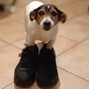 averytuffdog